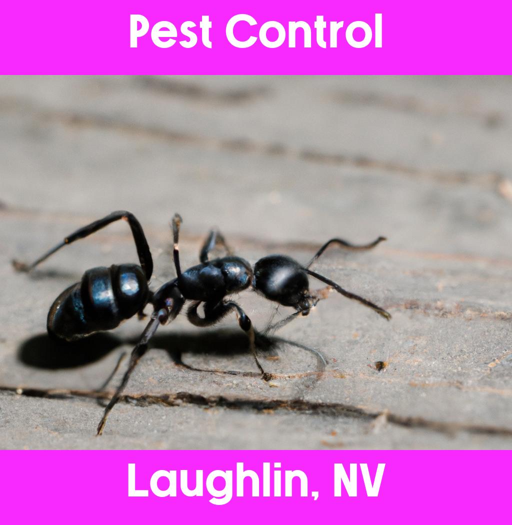 pest control in Laughlin Nevada