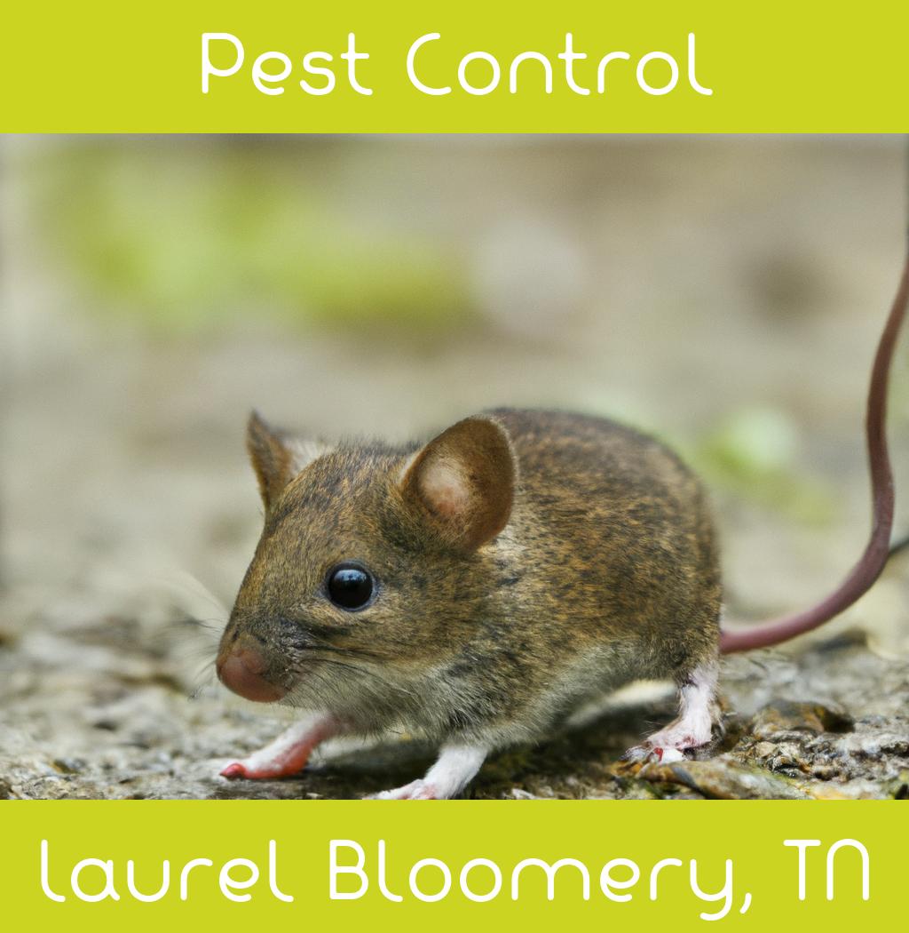 pest control in Laurel Bloomery Tennessee
