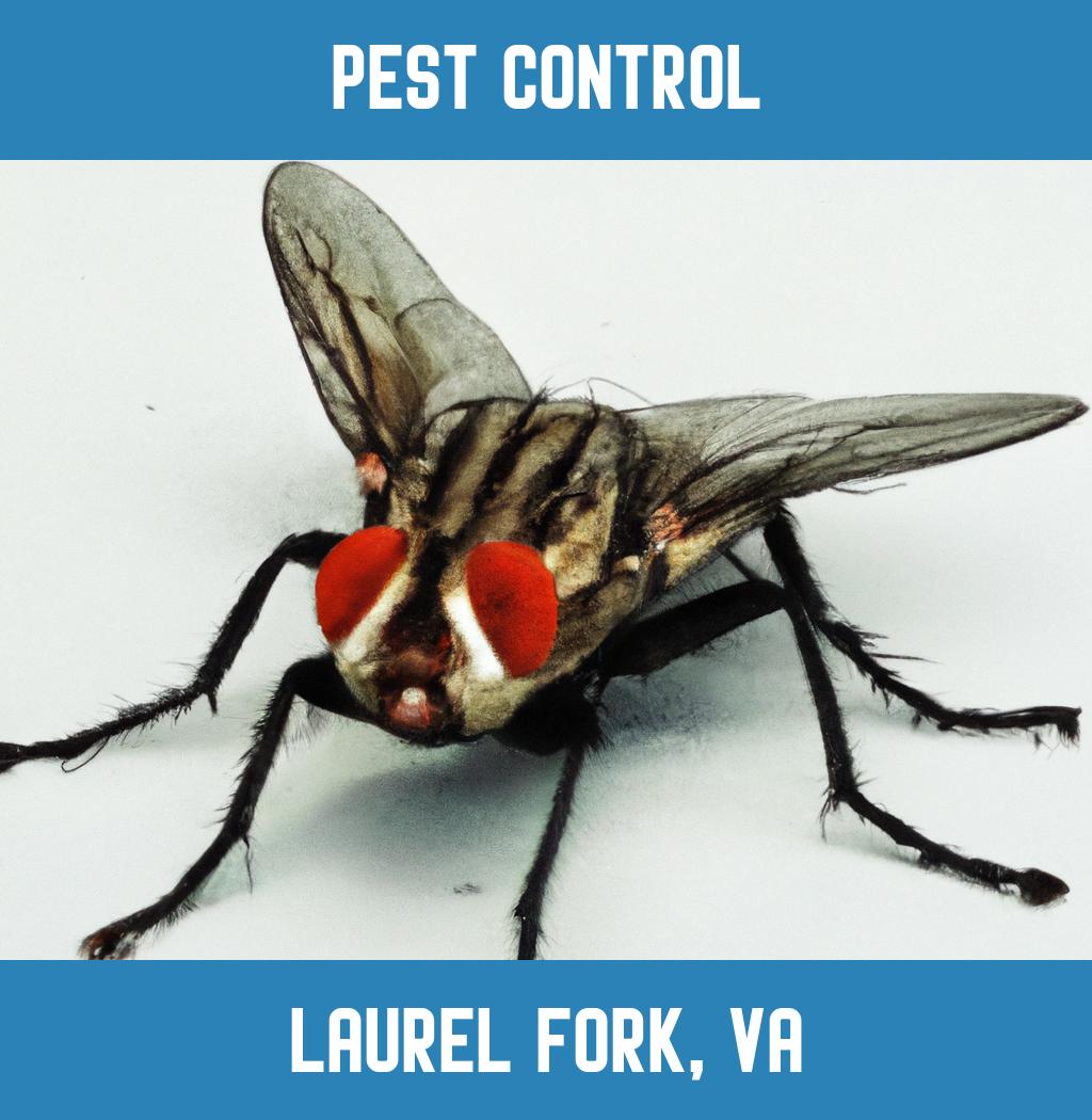 pest control in Laurel Fork Virginia