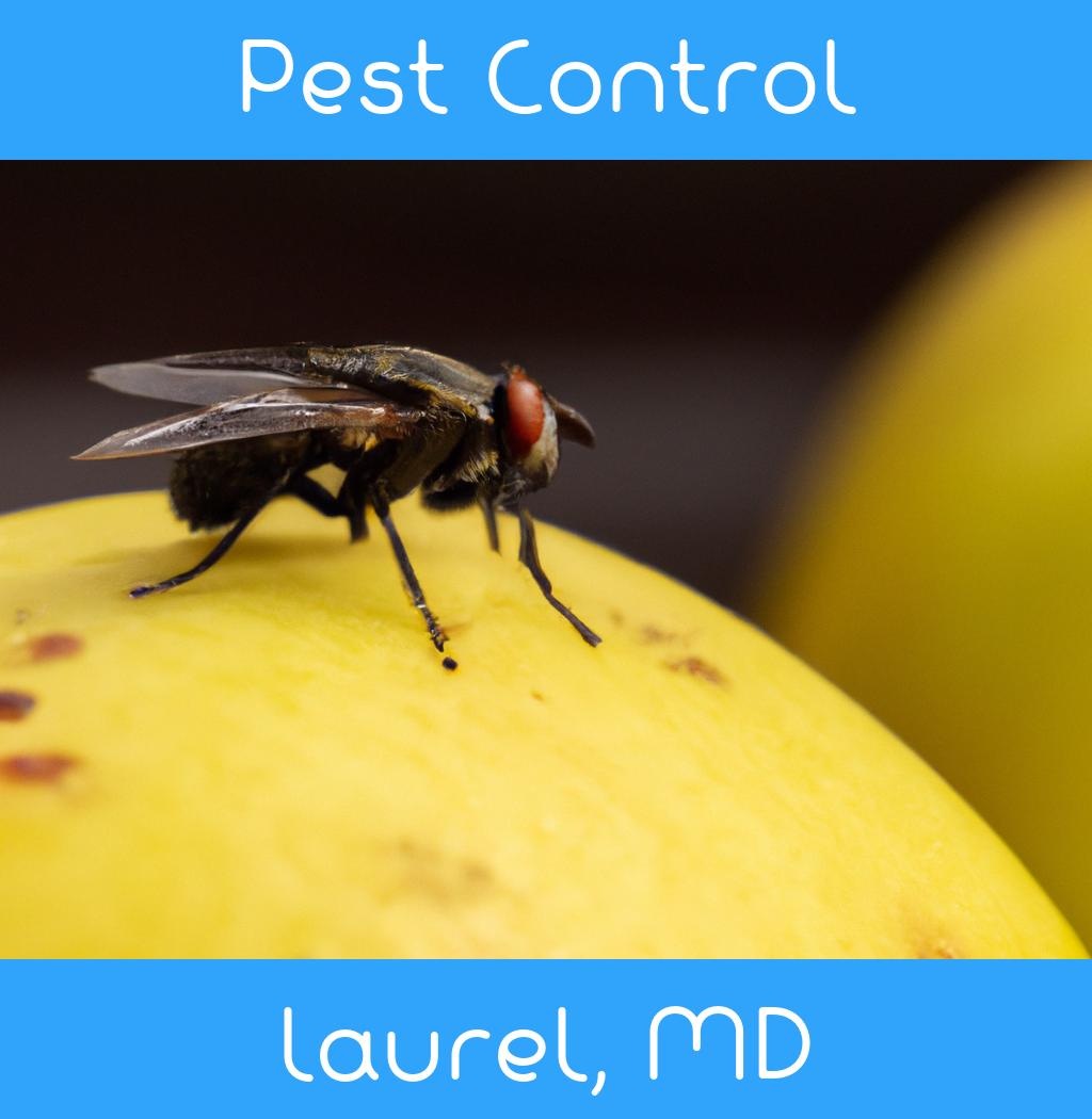 pest control in Laurel Maryland