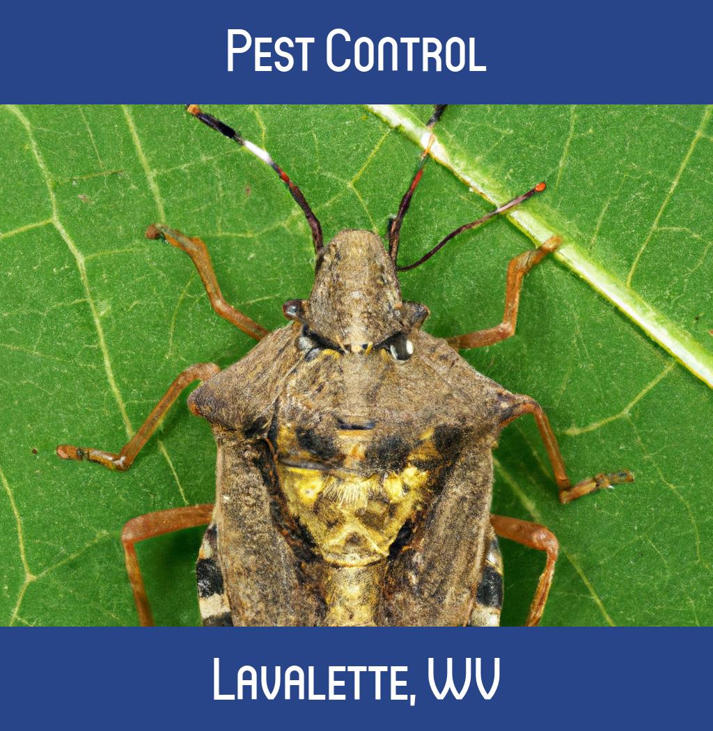 pest control in Lavalette West Virginia