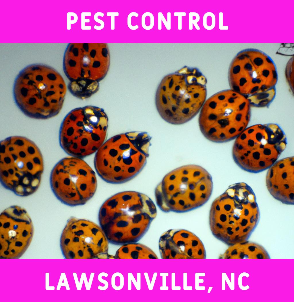 pest control in Lawsonville North Carolina