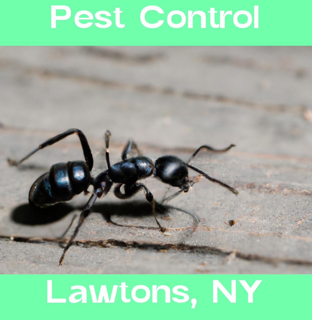 pest control in Lawtons New York