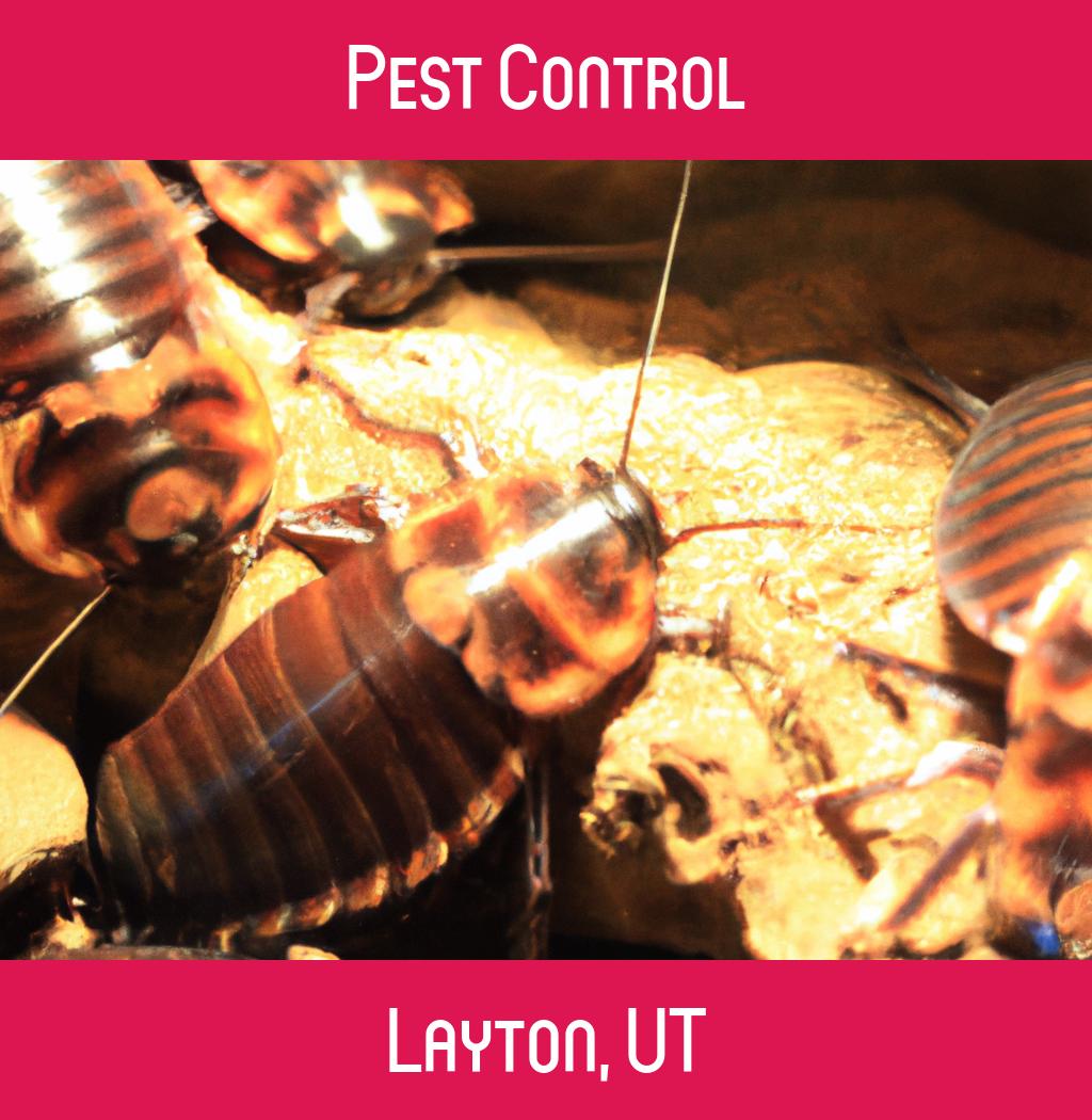 pest control in Layton Utah