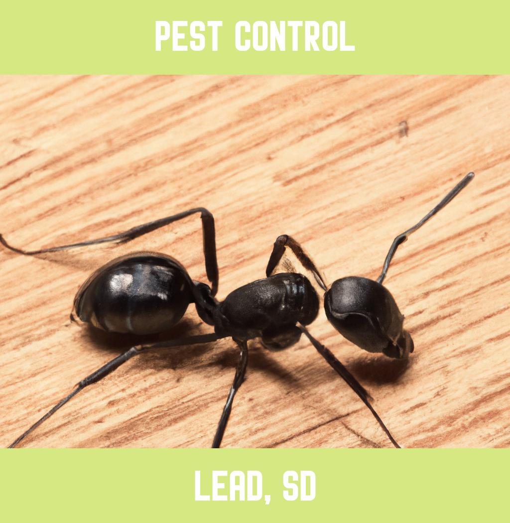 pest control in Lead South Dakota