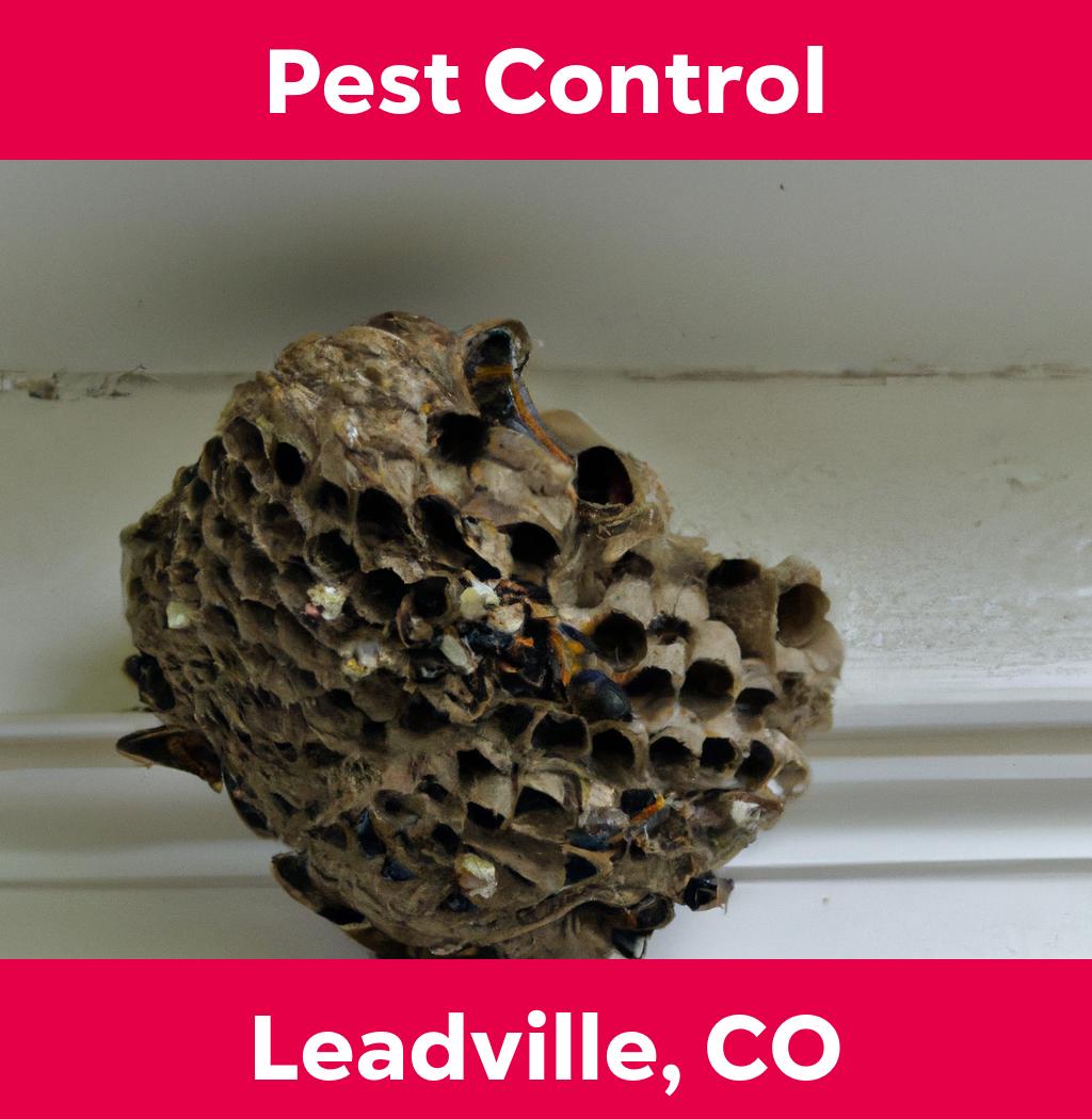 pest control in Leadville Colorado