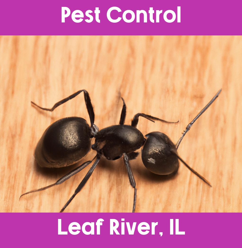 pest control in Leaf River Illinois