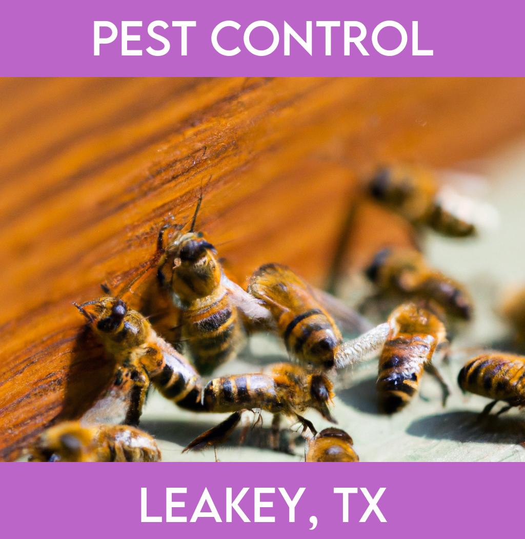 pest control in Leakey Texas