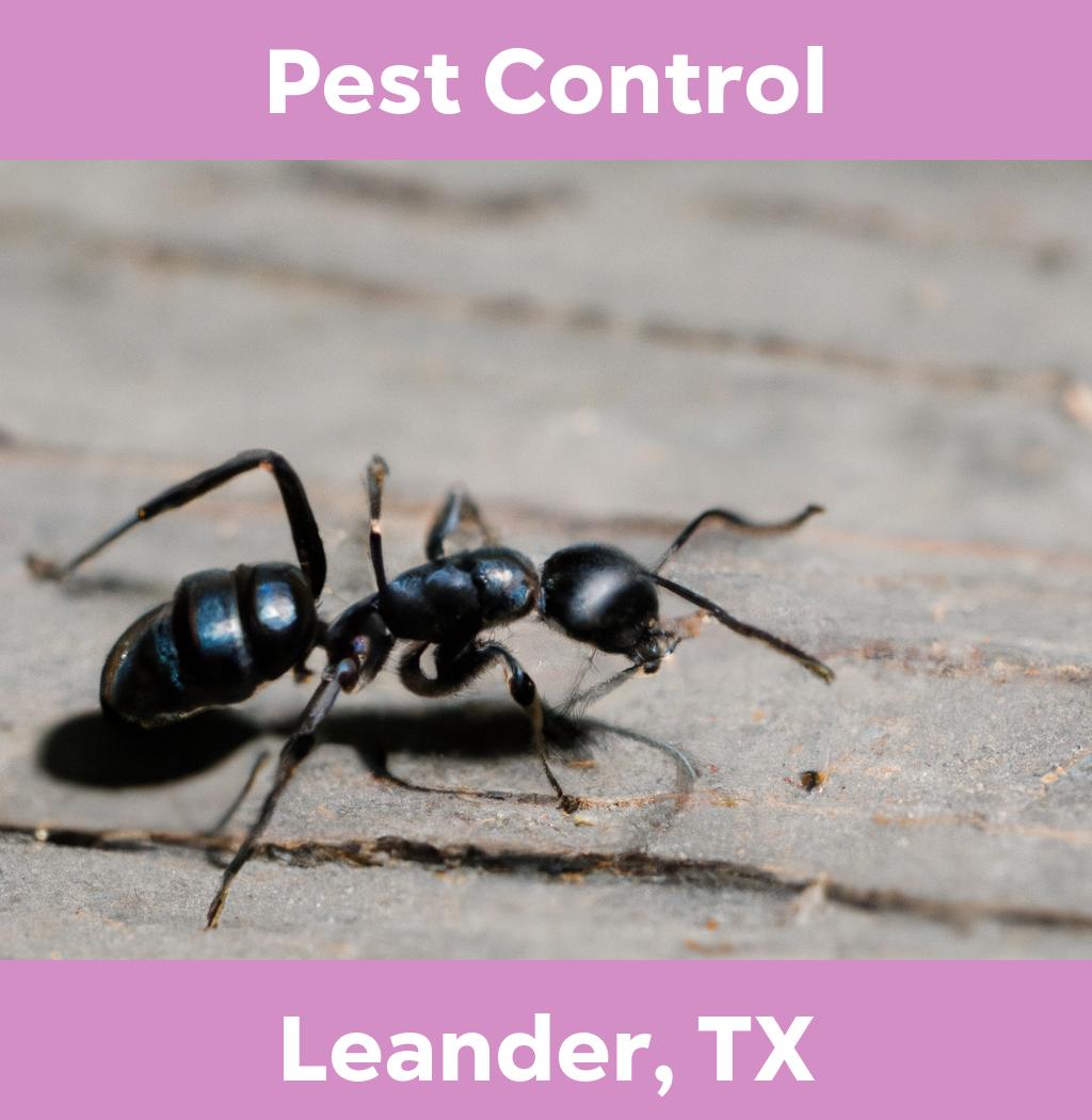 pest control in Leander Texas