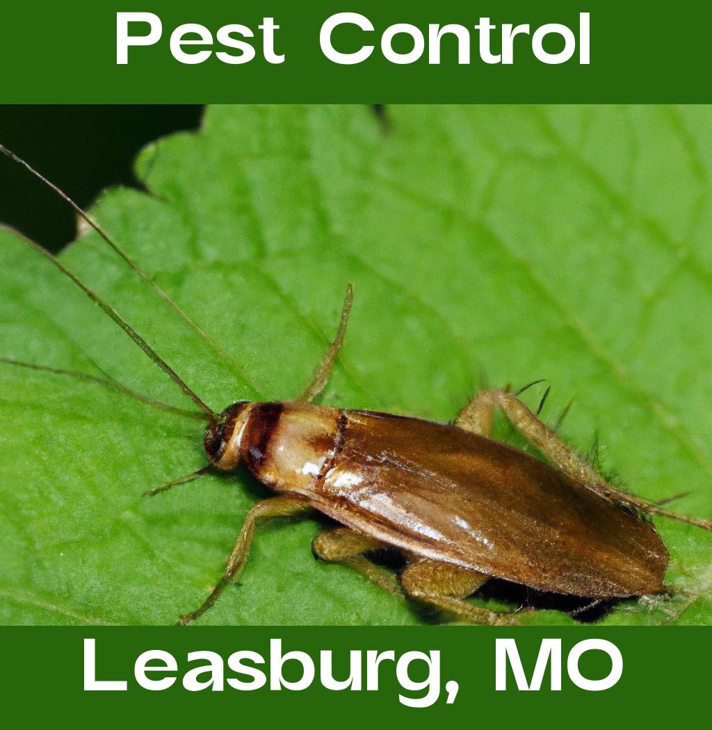 pest control in Leasburg Missouri