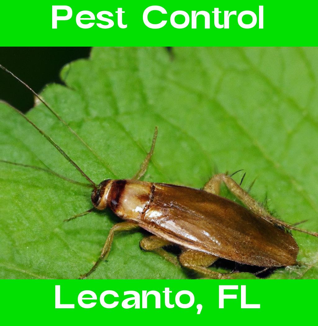 pest control in Lecanto Florida