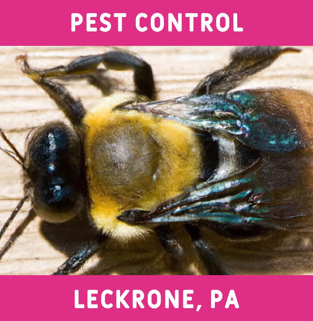 pest control in Leckrone Pennsylvania