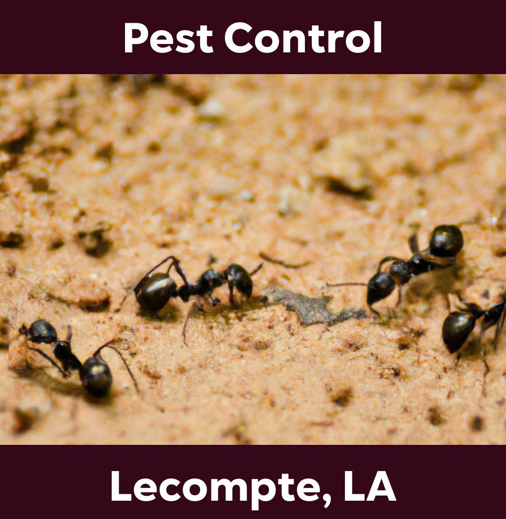 pest control in Lecompte Louisiana