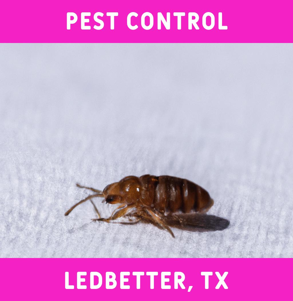 pest control in Ledbetter Texas