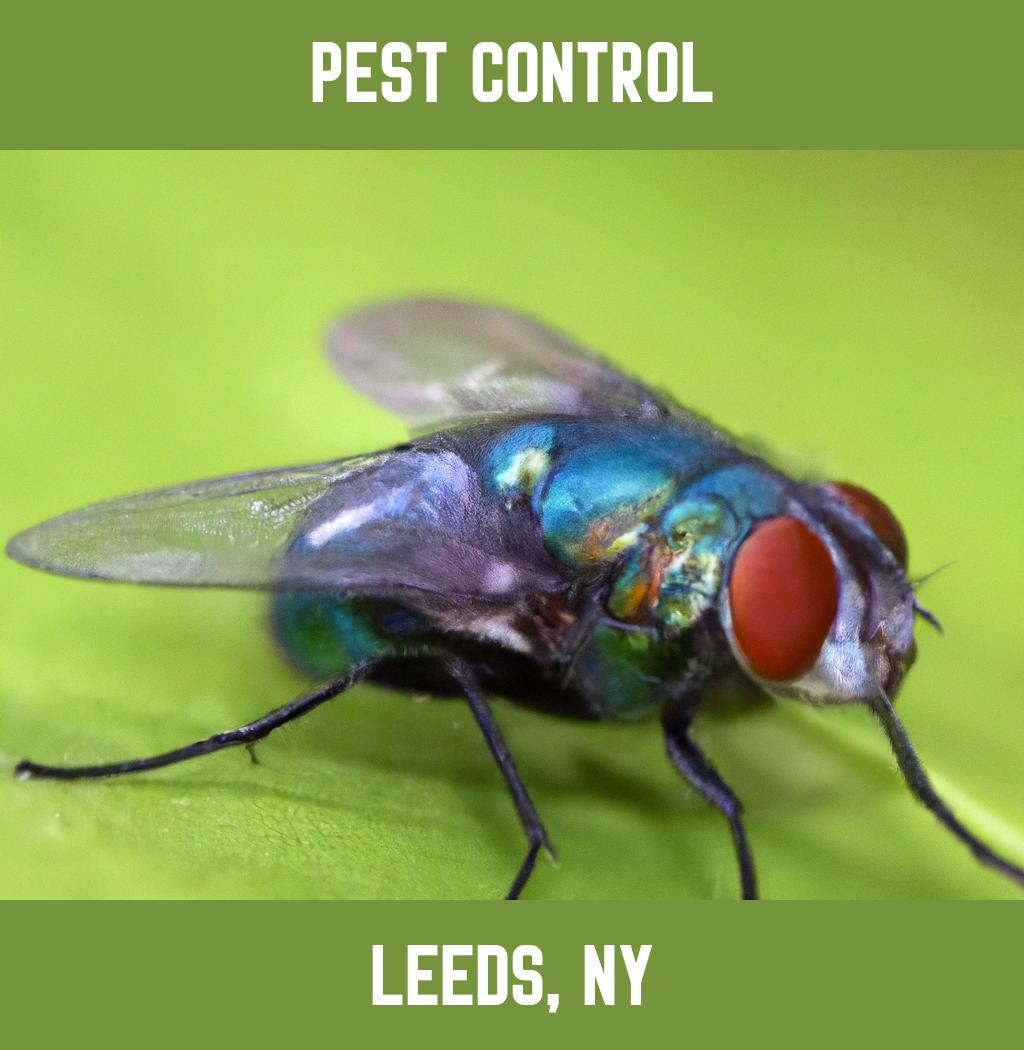 pest control in Leeds New York