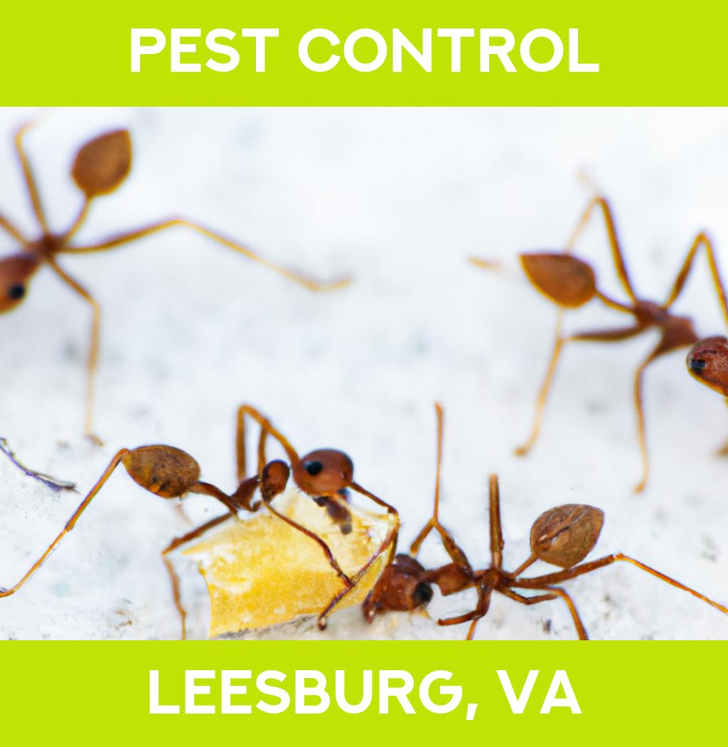 pest control in Leesburg Virginia