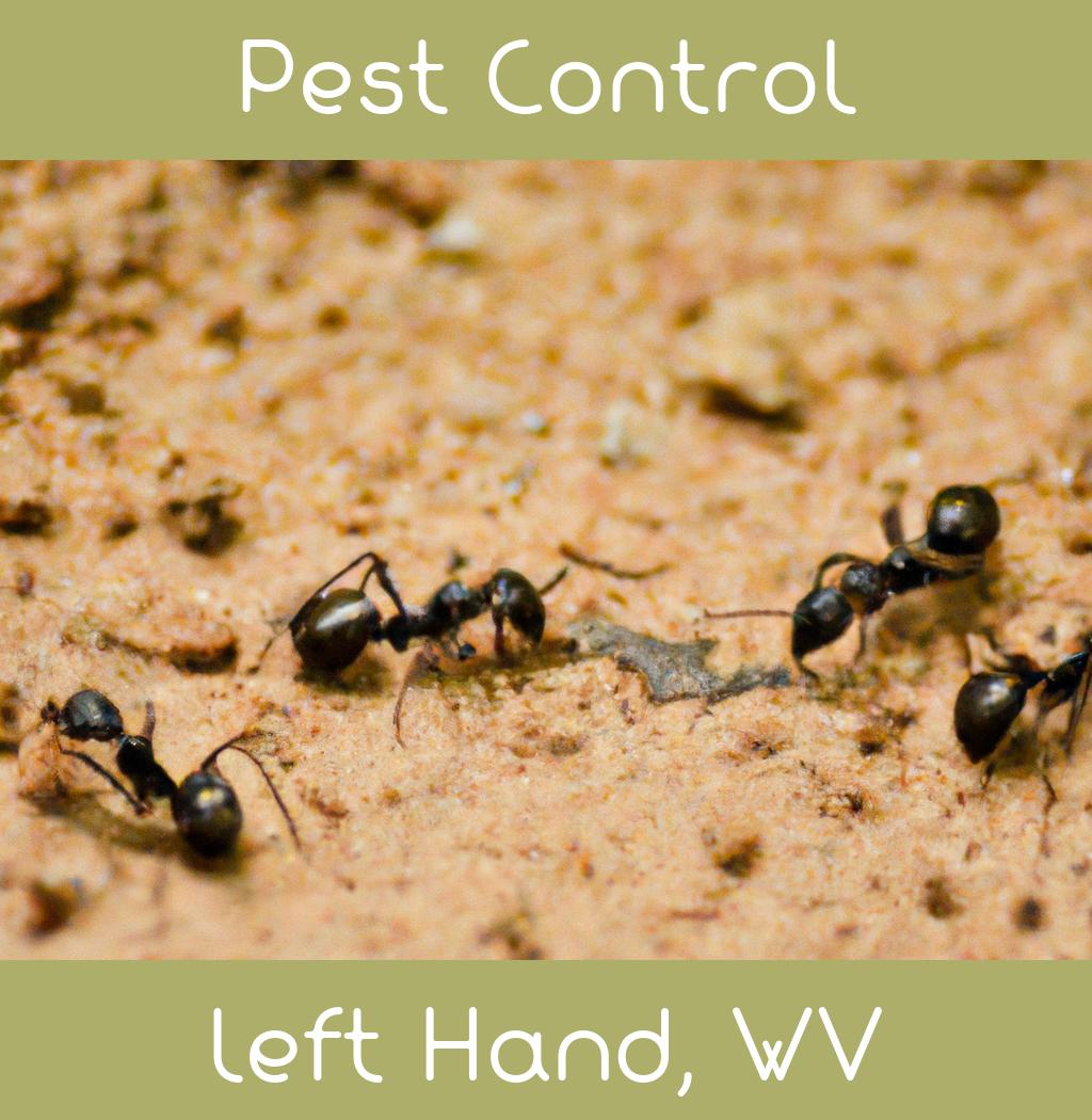 pest control in Left Hand West Virginia