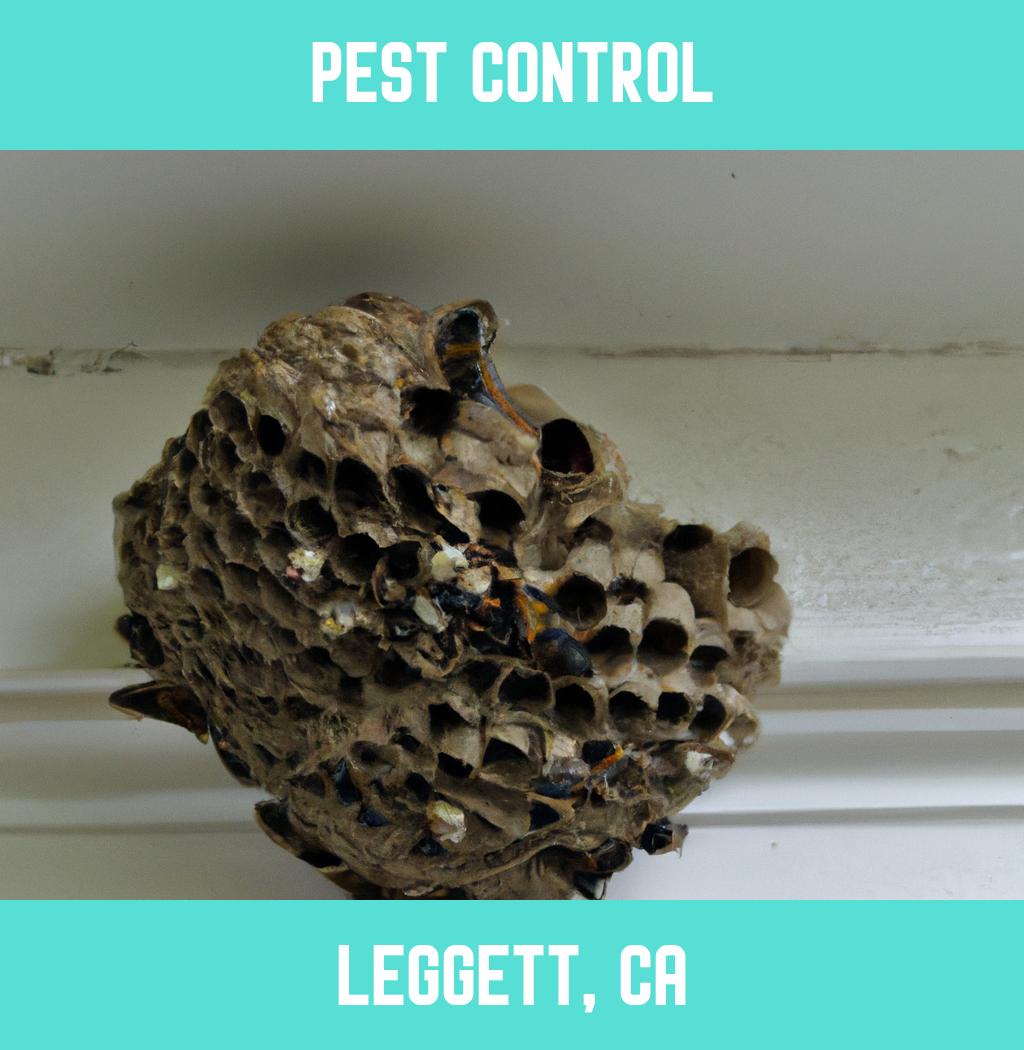 pest control in Leggett California