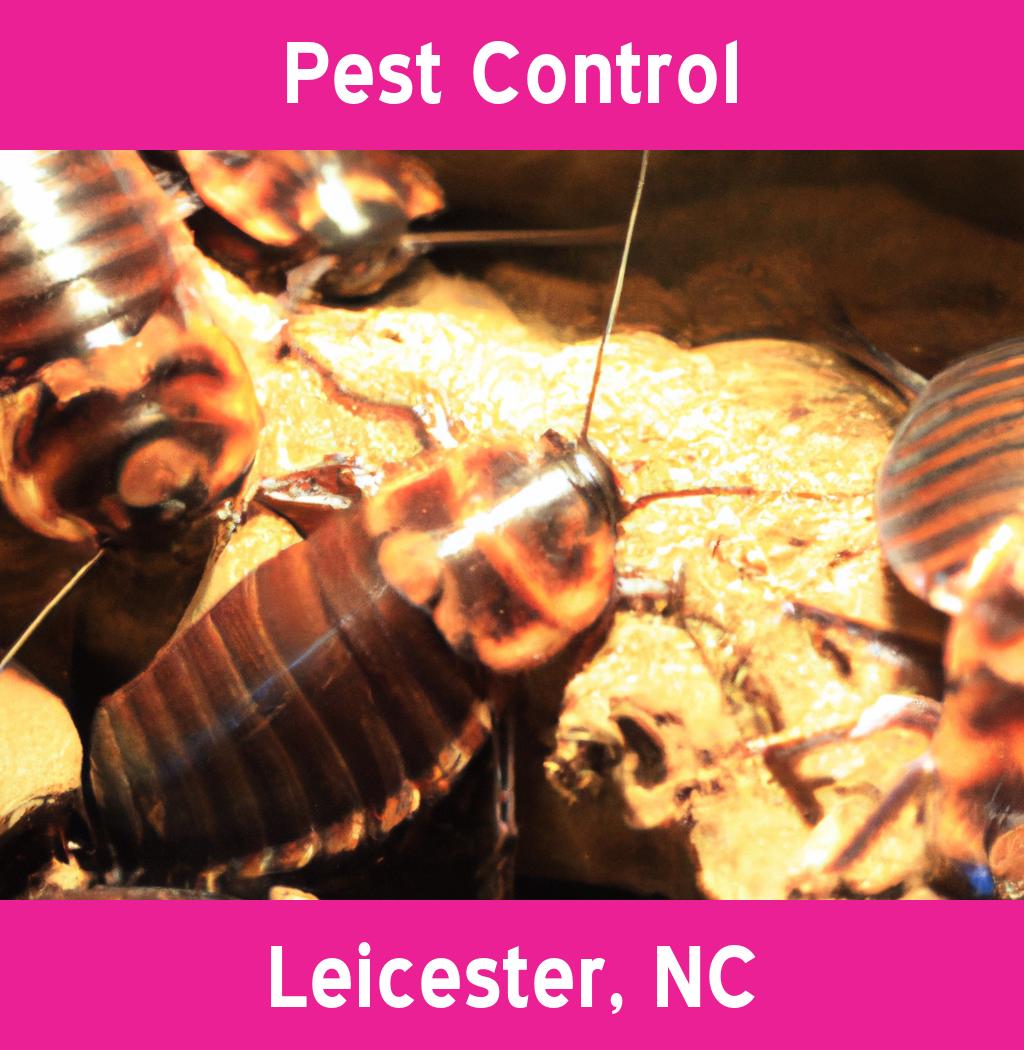 pest control in Leicester North Carolina