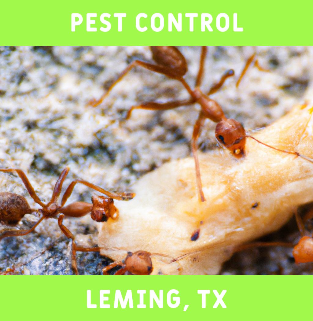 pest control in Leming Texas
