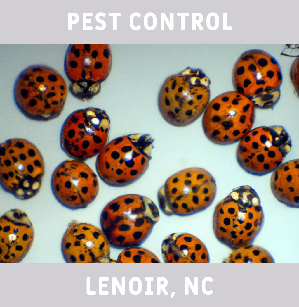 pest control in Lenoir North Carolina