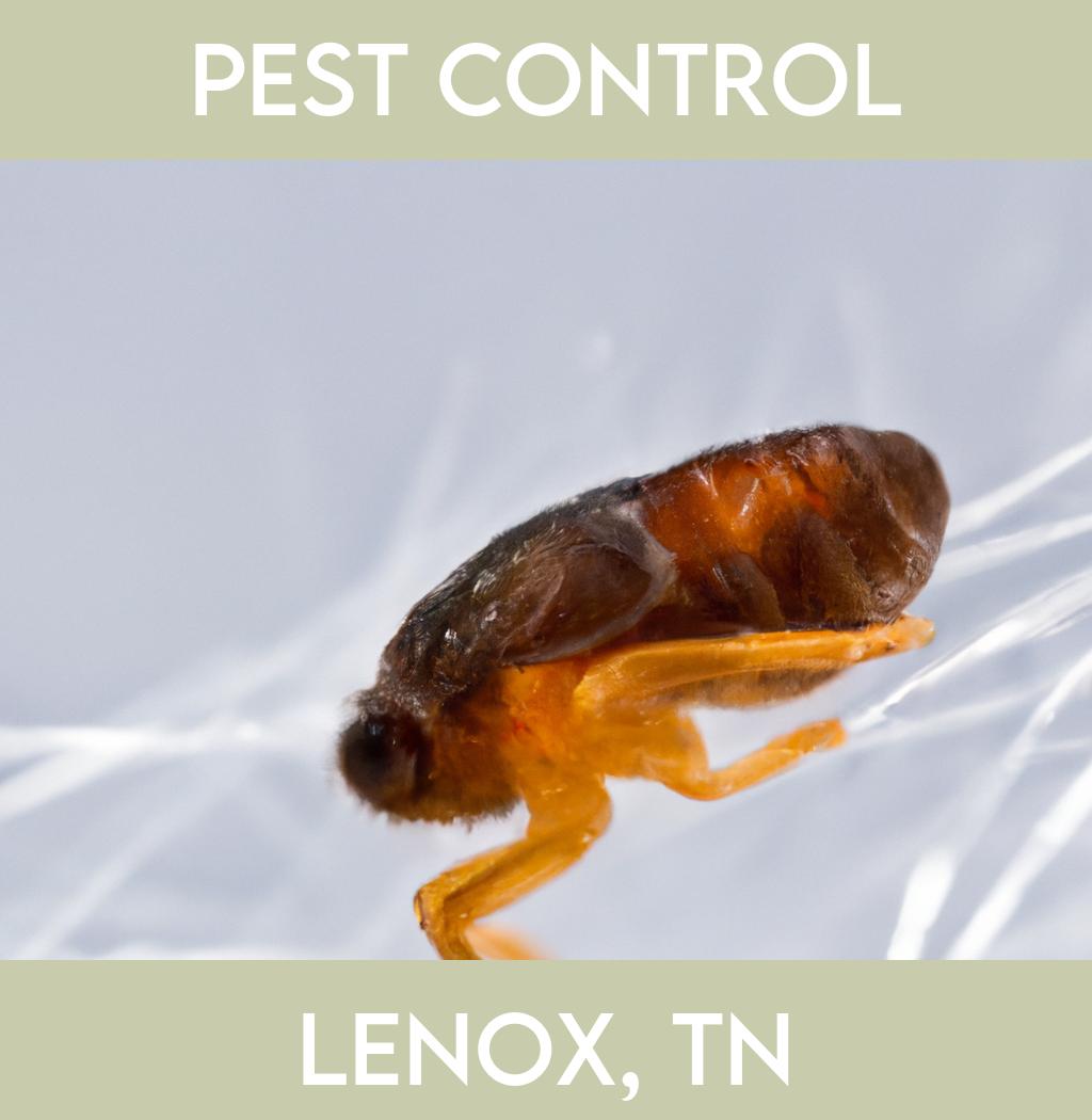 pest control in Lenox Tennessee