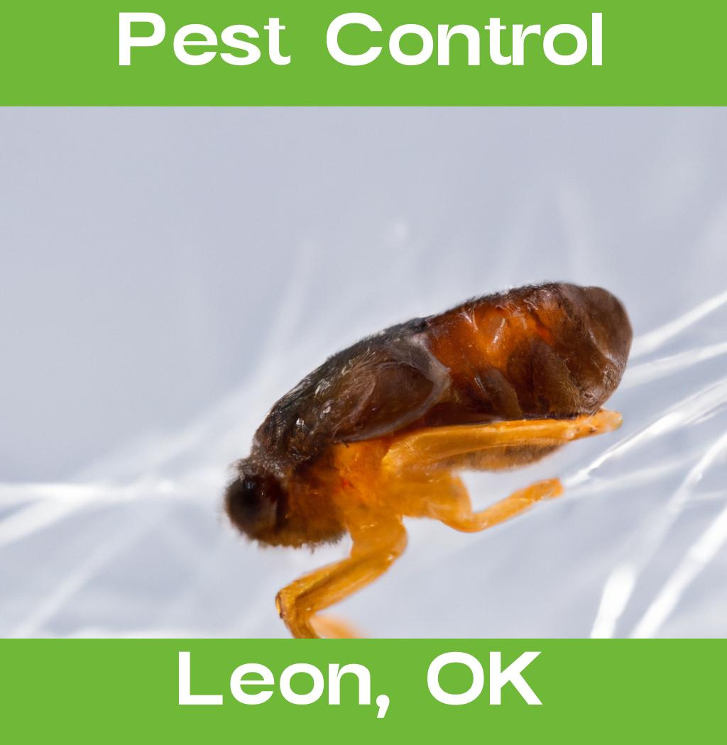 pest control in Leon Oklahoma