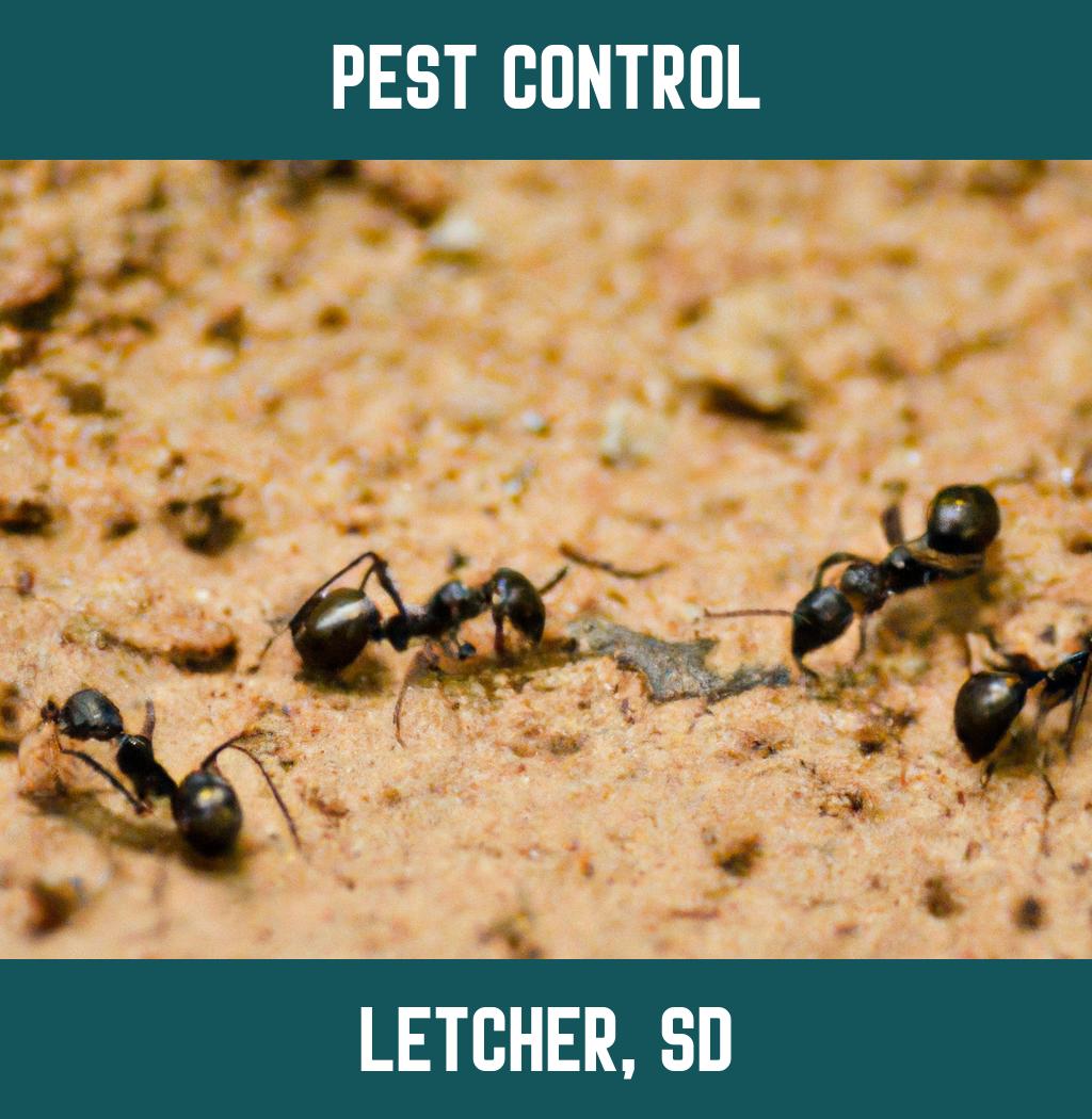 pest control in Letcher South Dakota
