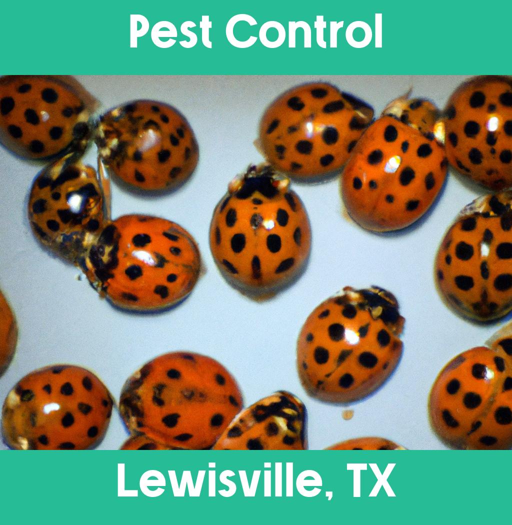 pest control in Lewisville Texas