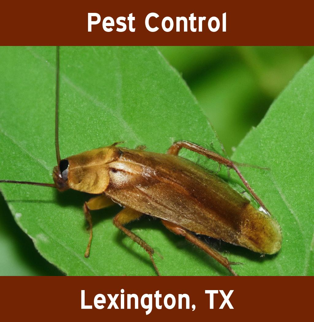 pest control in Lexington Texas