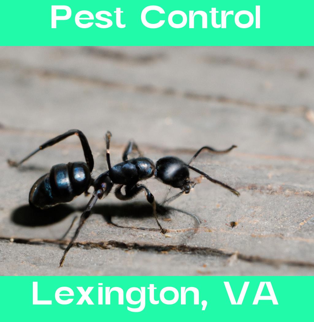 pest control in Lexington Virginia