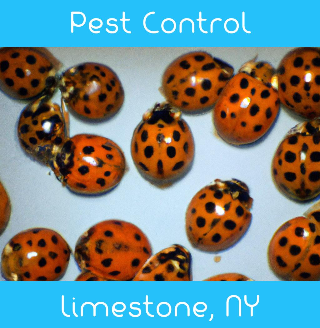 pest control in Limestone New York