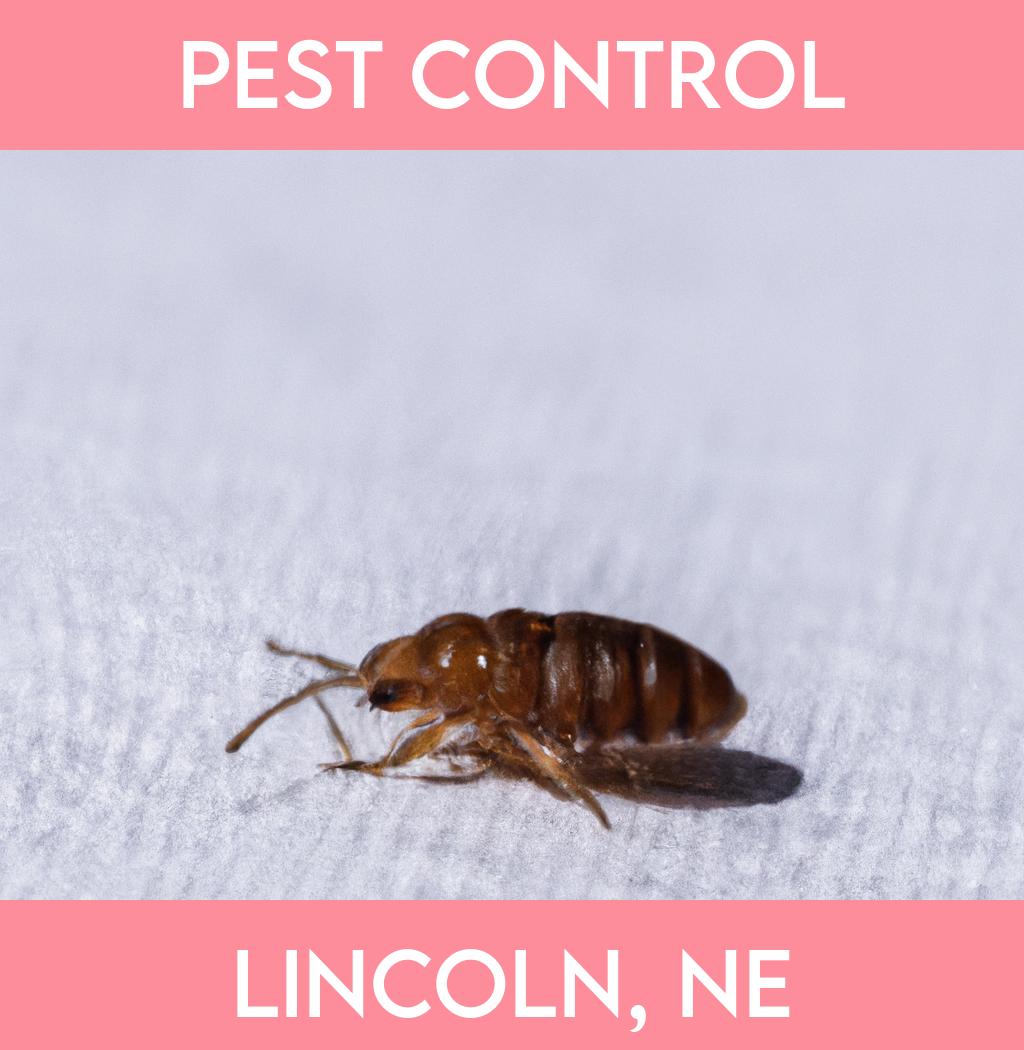 pest control in Lincoln Nebraska