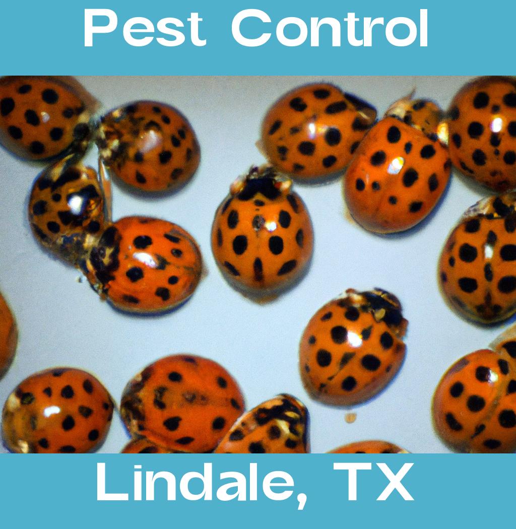 pest control in Lindale Texas