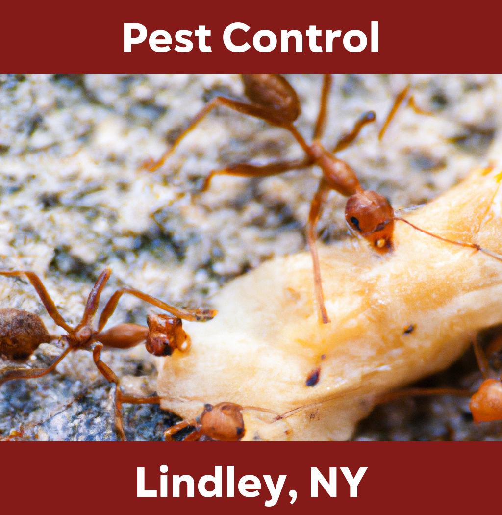 pest control in Lindley New York
