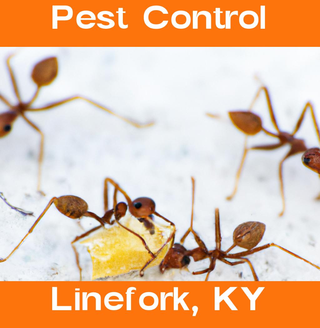 pest control in Linefork Kentucky