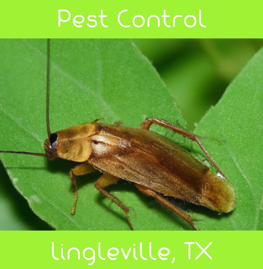 pest control in Lingleville Texas