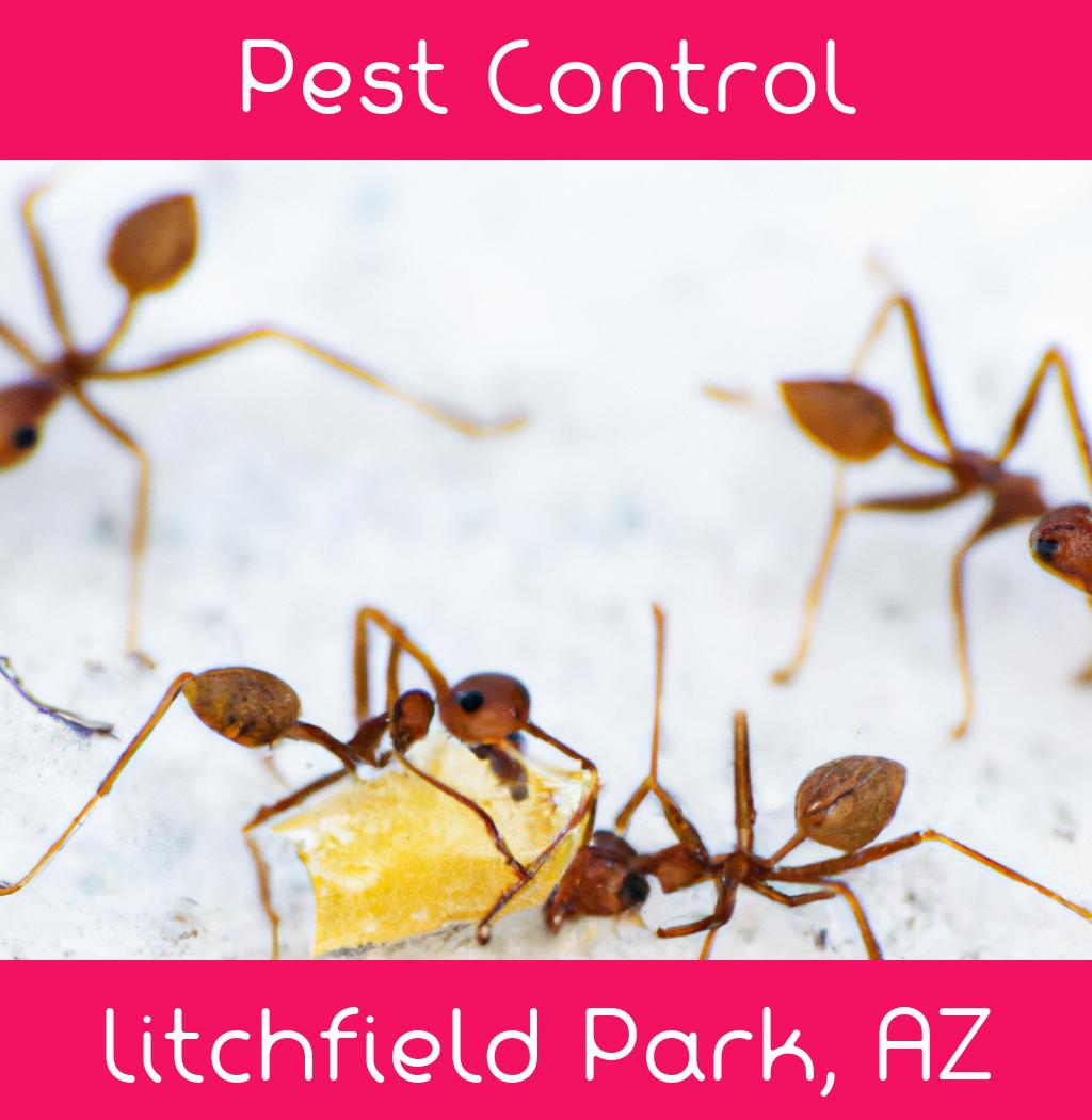 pest control in Litchfield Park Arizona