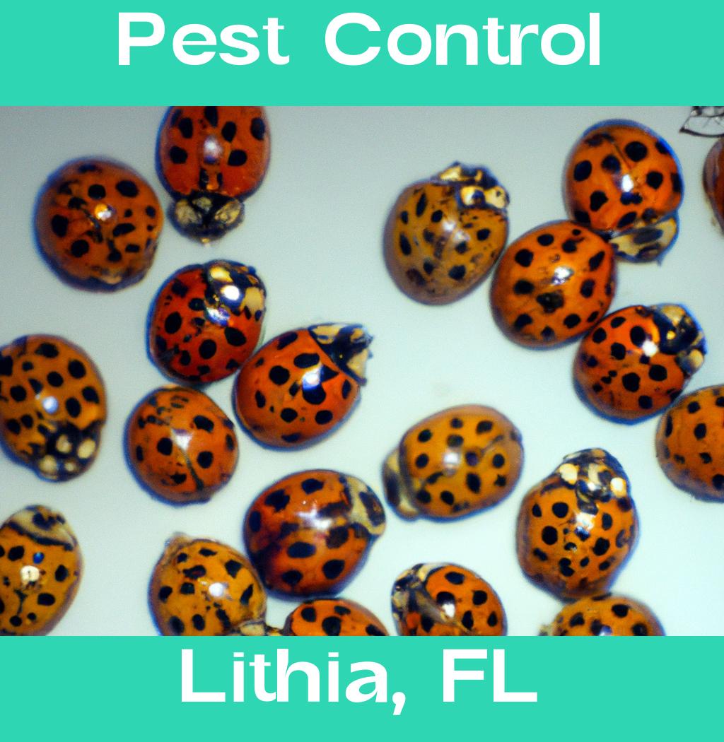 pest control in Lithia Florida