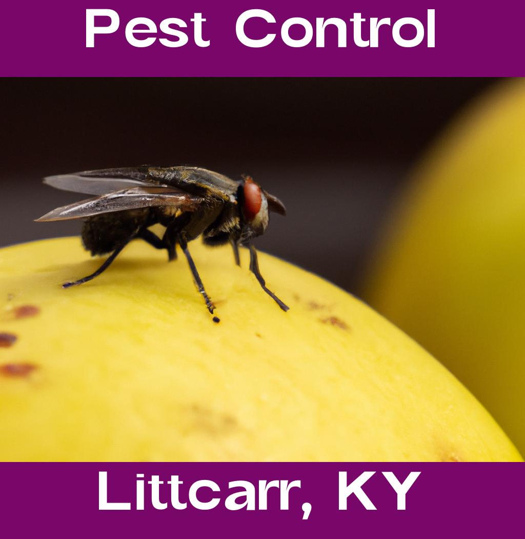 pest control in Littcarr Kentucky