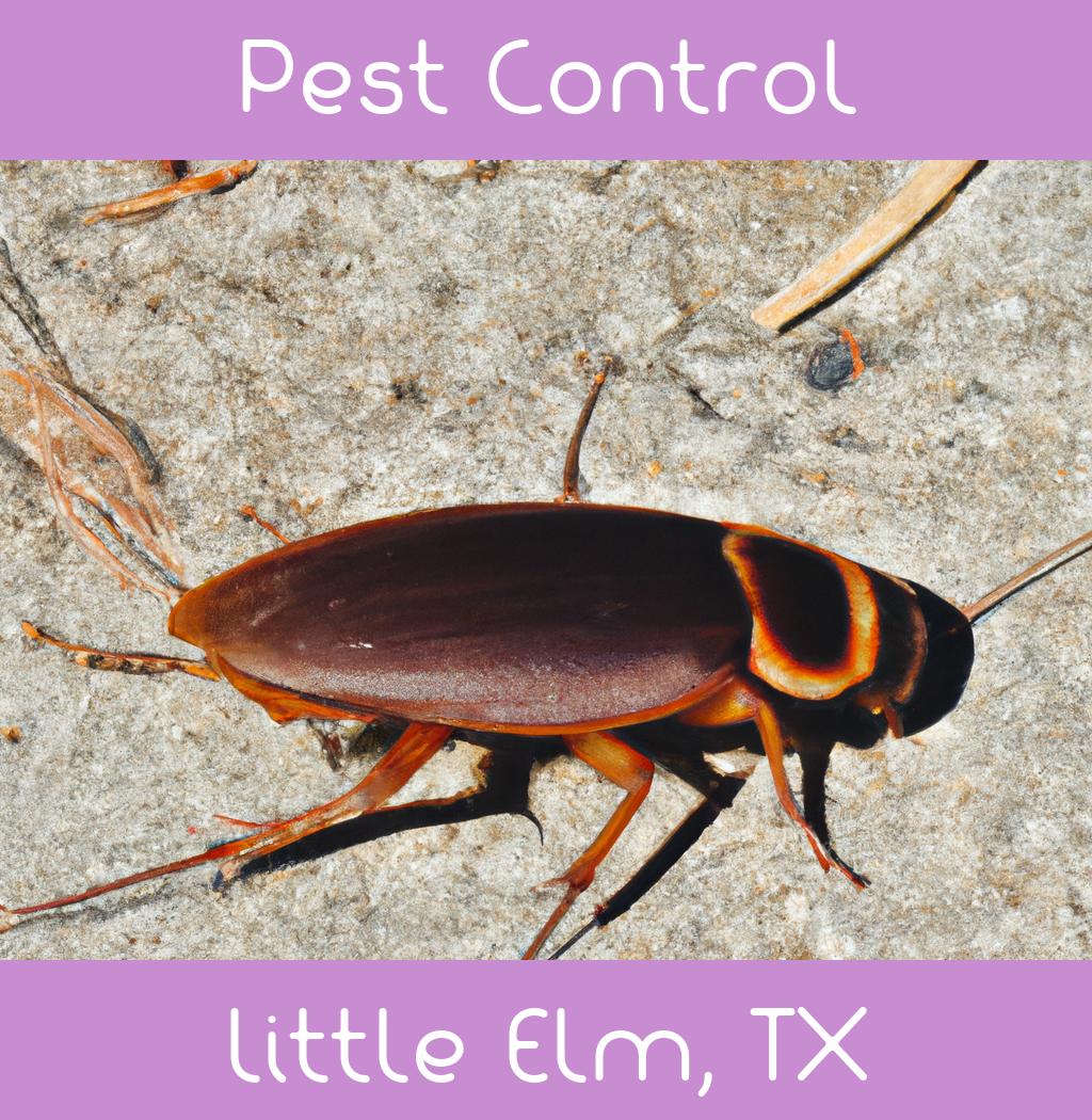 pest control in Little Elm Texas