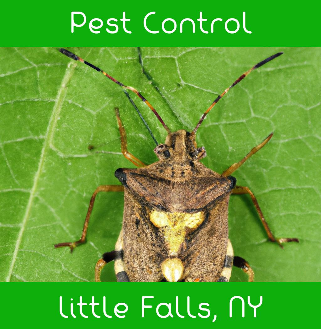 pest control in Little Falls New York