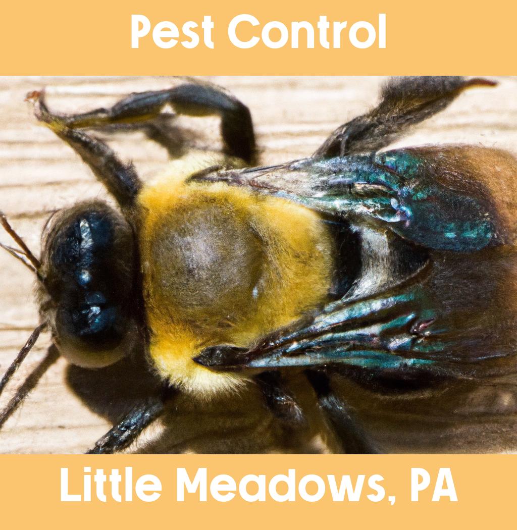 pest control in Little Meadows Pennsylvania