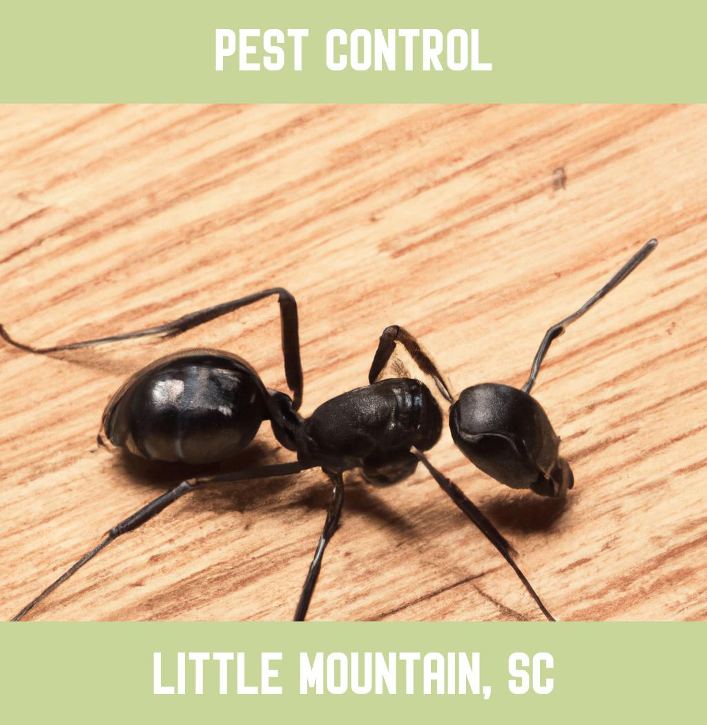 pest control in Little Mountain South Carolina