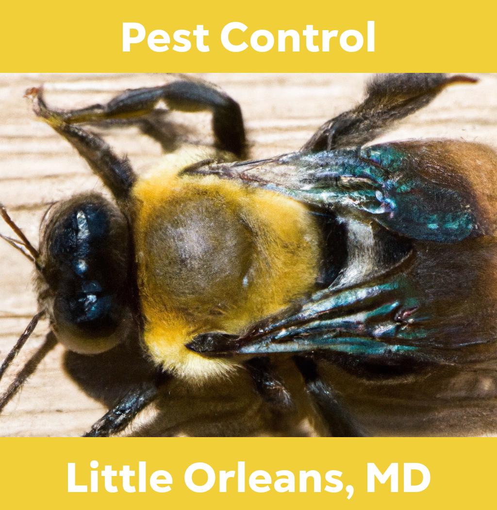 pest control in Little Orleans Maryland