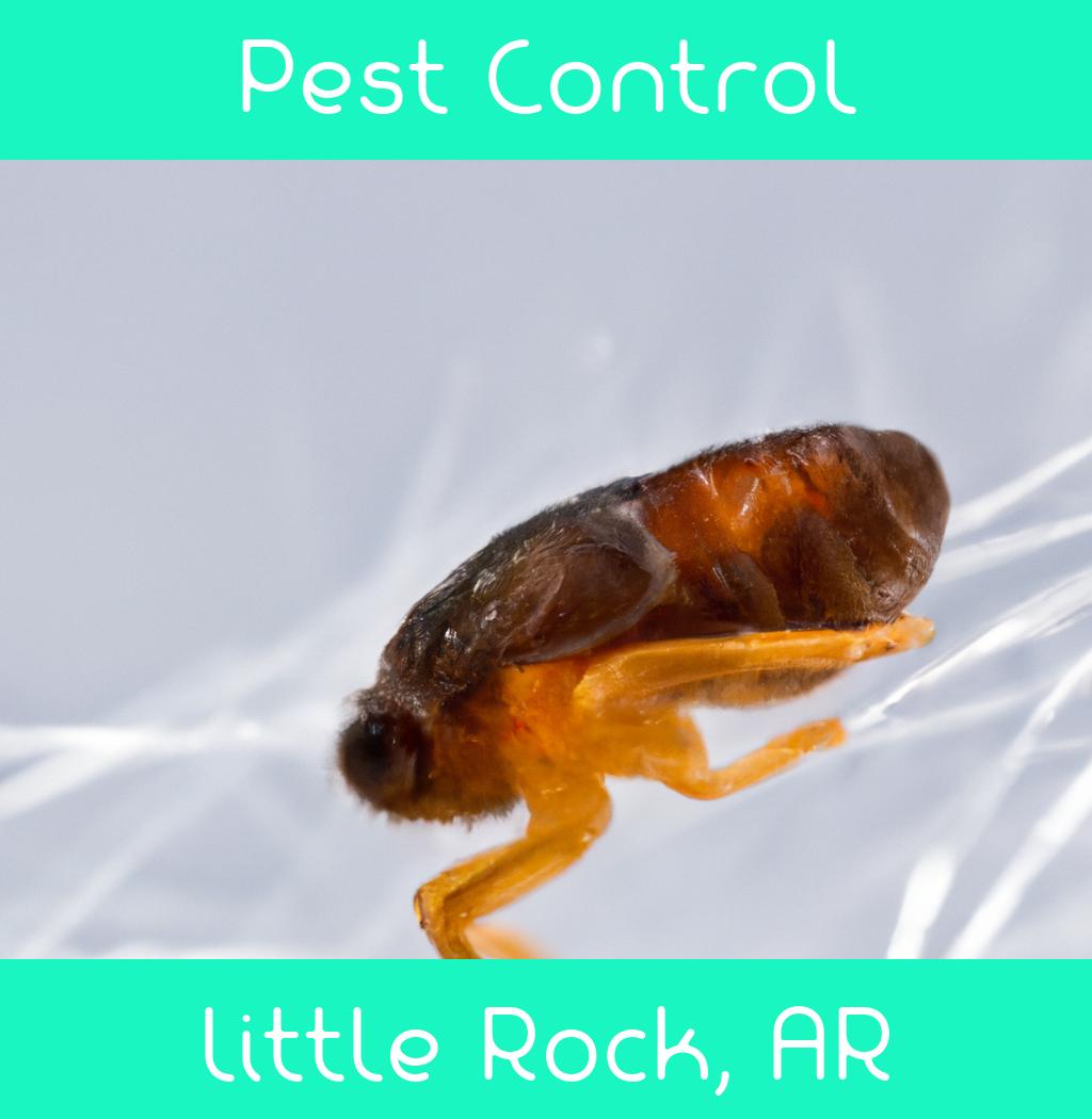 pest control in Little Rock Arkansas