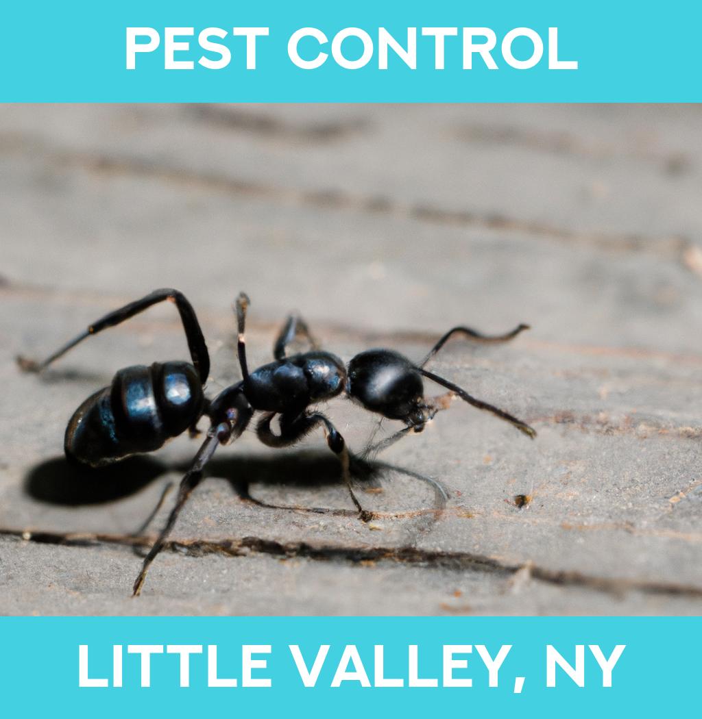 pest control in Little Valley New York