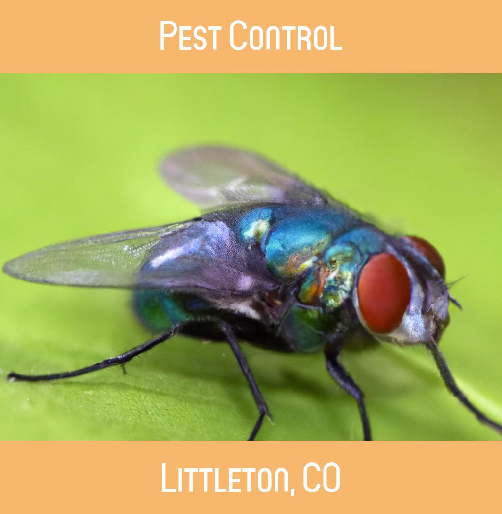pest control in Littleton Colorado