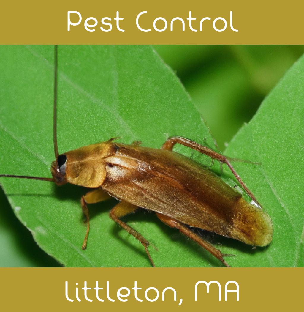 pest control in Littleton Massachusetts