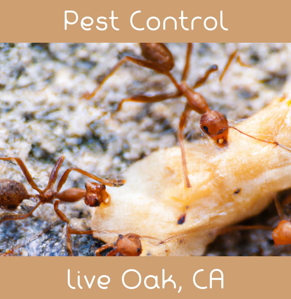 pest control in Live Oak California